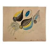 Five Seashells, 19th Century Watercolor on Wove, Signed (Right Corner Loss)