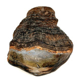 View from Shore with Sailboat, Old Folk Art Painted Conk