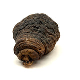 View from Shore with Sailboat, Old Folk Art Painted Conk