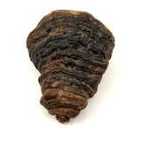 View from Shore with Sailboat, Old Folk Art Painted Conk