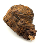 View from Shore with Sailboat, Old Folk Art Painted Conk