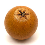 Extra Large Stone Fruit Orange