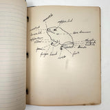 Ruth Seifert's 1915 New Brunswick High School Biology Notebook with Great Diagrams