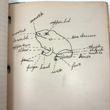 Ruth Seifert's 1915 New Brunswick High School Biology Notebook with Great Diagrams