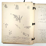 Ruth Seifert's 1915 New Brunswick High School Biology Notebook with Great Diagrams
