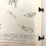 Ruth Seifert's 1915 New Brunswick High School Biology Notebook with Great Diagrams