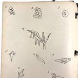 Ruth Seifert's 1915 New Brunswick High School Biology Notebook with Great Diagrams