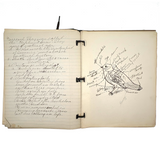 Ruth Seifert's 1915 New Brunswick High School Biology Notebook with Great Diagrams