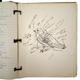 Ruth Seifert's 1915 New Brunswick High School Biology Notebook with Great Diagrams