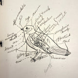 Ruth Seifert's 1915 New Brunswick High School Biology Notebook with Great Diagrams