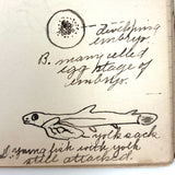 Ruth Seifert's 1915 New Brunswick High School Biology Notebook with Great Diagrams