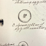 Ruth Seifert's 1915 New Brunswick High School Biology Notebook with Great Diagrams