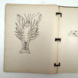 Ruth Seifert's 1915 New Brunswick High School Biology Notebook with Great Diagrams
