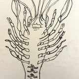 Ruth Seifert's 1915 New Brunswick High School Biology Notebook with Great Diagrams