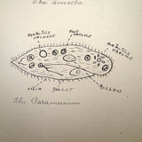 Ruth Seifert's 1915 New Brunswick High School Biology Notebook with Great Diagrams