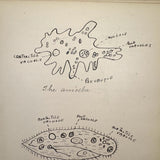 Ruth Seifert's 1915 New Brunswick High School Biology Notebook with Great Diagrams
