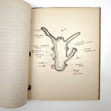 Ruth Seifert's 1915 New Brunswick High School Biology Notebook with Great Diagrams