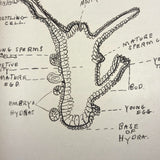 Ruth Seifert's 1915 New Brunswick High School Biology Notebook with Great Diagrams