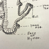 Ruth Seifert's 1915 New Brunswick High School Biology Notebook with Great Diagrams