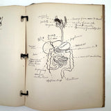 Ruth Seifert's 1915 New Brunswick High School Biology Notebook with Great Diagrams
