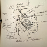 Ruth Seifert's 1915 New Brunswick High School Biology Notebook with Great Diagrams