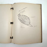 Ruth Seifert's 1915 New Brunswick High School Biology Notebook with Great Diagrams
