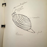 Ruth Seifert's 1915 New Brunswick High School Biology Notebook with Great Diagrams