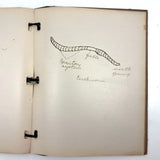 Ruth Seifert's 1915 New Brunswick High School Biology Notebook with Great Diagrams