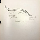 Ruth Seifert's 1915 New Brunswick High School Biology Notebook with Great Diagrams