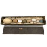 Guinea, Crow, Tame Pigeon, Turtle Dove - 1883 Iowa Egg Collection with Hand-inked Names