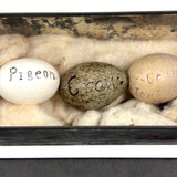 Guinea, Crow, Tame Pigeon, Turtle Dove - 1883 Iowa Egg Collection with Hand-inked Names