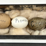 Guinea, Crow, Tame Pigeon, Turtle Dove - 1883 Iowa Egg Collection with Hand-inked Names