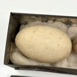 Guinea, Crow, Tame Pigeon, Turtle Dove - 1883 Iowa Egg Collection with Hand-inked Names