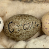 Guinea, Crow, Tame Pigeon, Turtle Dove - 1883 Iowa Egg Collection with Hand-inked Names