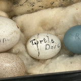 Guinea, Crow, Tame Pigeon, Turtle Dove - 1883 Iowa Egg Collection with Hand-inked Names