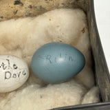 Guinea, Crow, Tame Pigeon, Turtle Dove - 1883 Iowa Egg Collection with Hand-inked Names