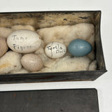 Guinea, Crow, Tame Pigeon, Turtle Dove - 1883 Iowa Egg Collection with Hand-inked Names