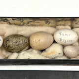 Guinea, Crow, Tame Pigeon, Turtle Dove - 1883 Iowa Egg Collection with Hand-inked Names