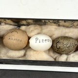 Guinea, Crow, Tame Pigeon, Turtle Dove - 1883 Iowa Egg Collection with Hand-inked Names