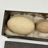 Guinea, Crow, Tame Pigeon, Turtle Dove - 1883 Iowa Egg Collection with Hand-inked Names