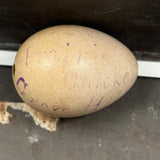 Guinea, Crow, Tame Pigeon, Turtle Dove - 1883 Iowa Egg Collection with Hand-inked Names