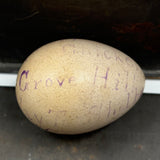 Guinea, Crow, Tame Pigeon, Turtle Dove - 1883 Iowa Egg Collection with Hand-inked Names