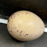 Guinea, Crow, Tame Pigeon, Turtle Dove - 1883 Iowa Egg Collection with Hand-inked Names