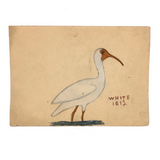 More Charming Old Birdlover's Naive Watercolors: Pair of Ibises