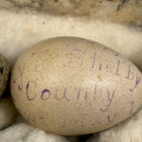 Guinea, Crow, Tame Pigeon, Turtle Dove - 1883 Iowa Egg Collection with Hand-inked Names