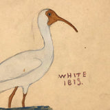 More Charming Old Birdlover's Naive Watercolors: Pair of Ibises