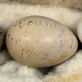 Guinea, Crow, Tame Pigeon, Turtle Dove - 1883 Iowa Egg Collection with Hand-inked Names