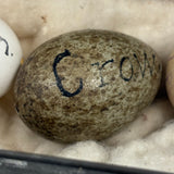 Guinea, Crow, Tame Pigeon, Turtle Dove - 1883 Iowa Egg Collection with Hand-inked Names