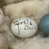 Guinea, Crow, Tame Pigeon, Turtle Dove - 1883 Iowa Egg Collection with Hand-inked Names