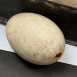 Guinea, Crow, Tame Pigeon, Turtle Dove - 1883 Iowa Egg Collection with Hand-inked Names